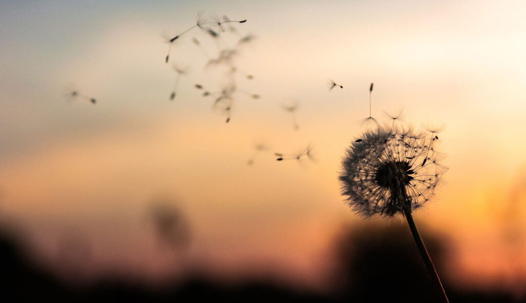 101861_wizemann_titel