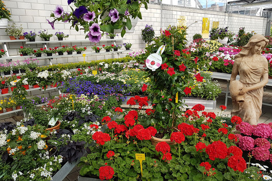 107839_langbuhr_gartenblumen