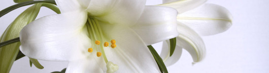 Easter Lily