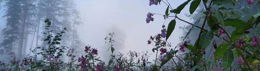 116861_hintergrund_wald