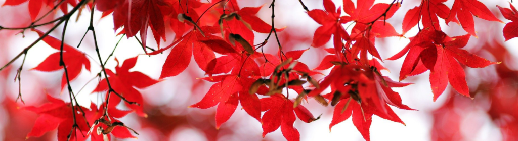 11925_herbst_besigheim