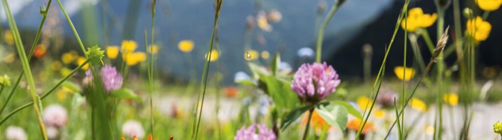 20887_scheuermann_header