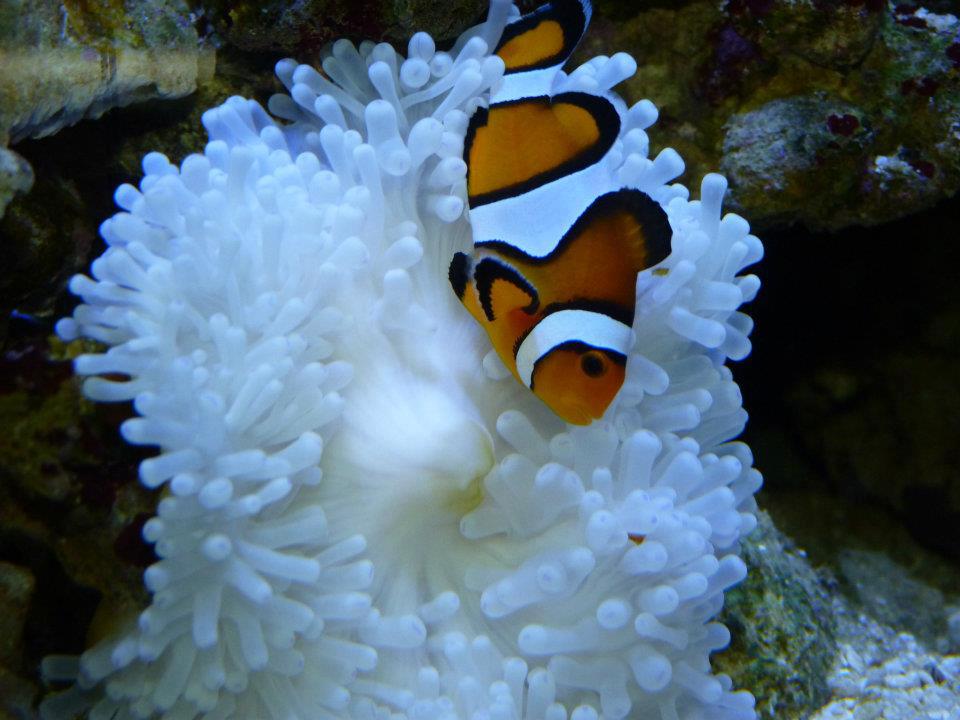 598646_146944068763349_1934405061_n