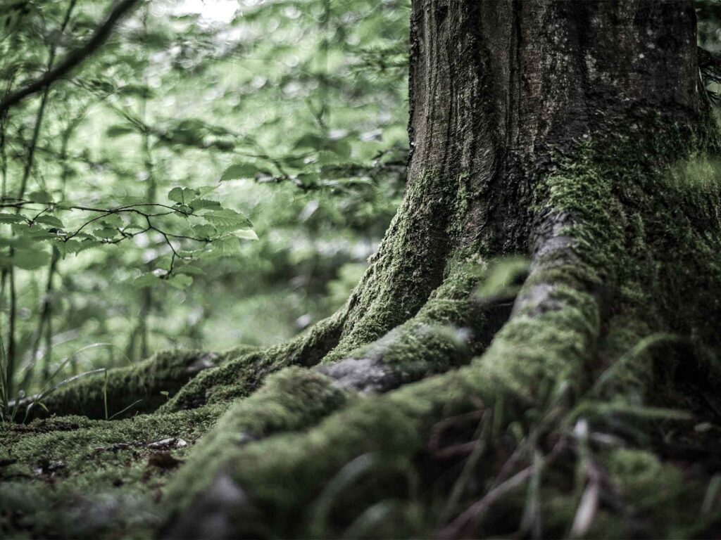 Bestattungshaus-Hartje-Kontakt1-Header