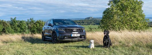 100587_stoerk_sorento