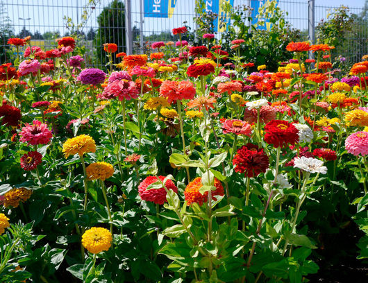 102486_pflanzenfreude2-1260×969