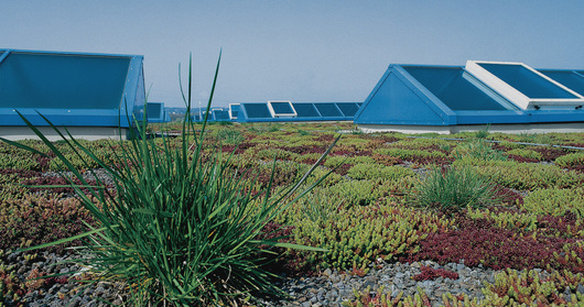 102758_flachdach_gruen24