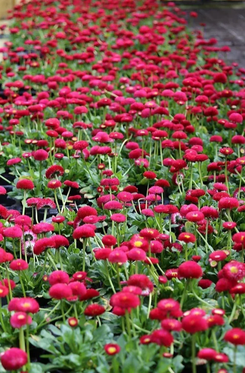 11341 Blumen Paule-Liebchen Beetpflanzen