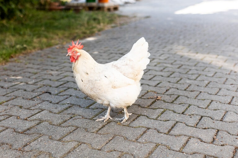 113523_gefluegelhof-klaiber-kiki-768×512