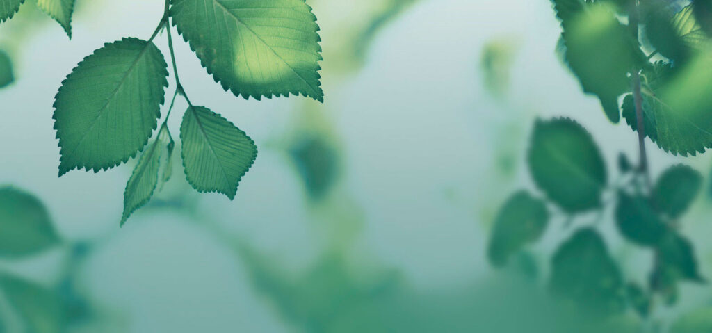 113699_gruenintakt_titel