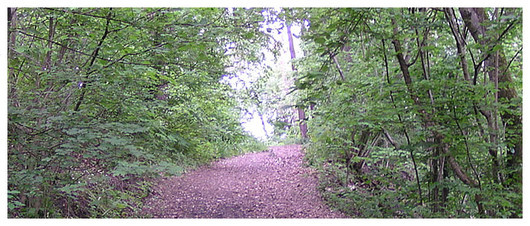 115043_baer_bestattungen_waldbestattung