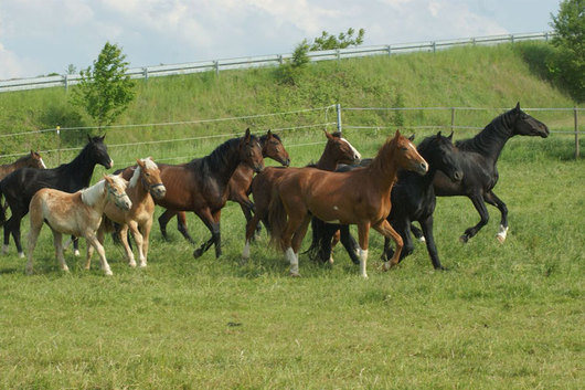 41370_3_karle_images