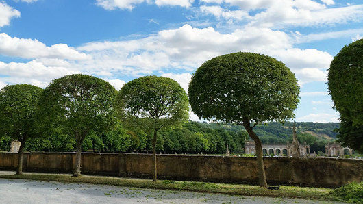 56023_richter_baeume