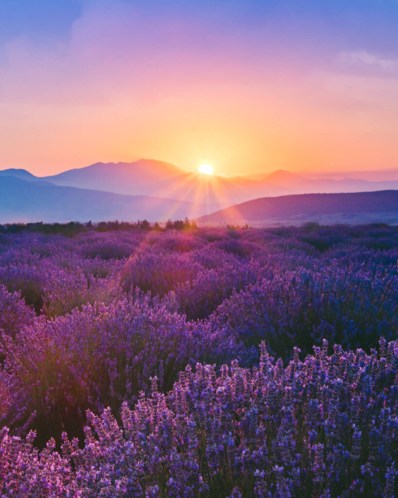 57984_bartsch_header