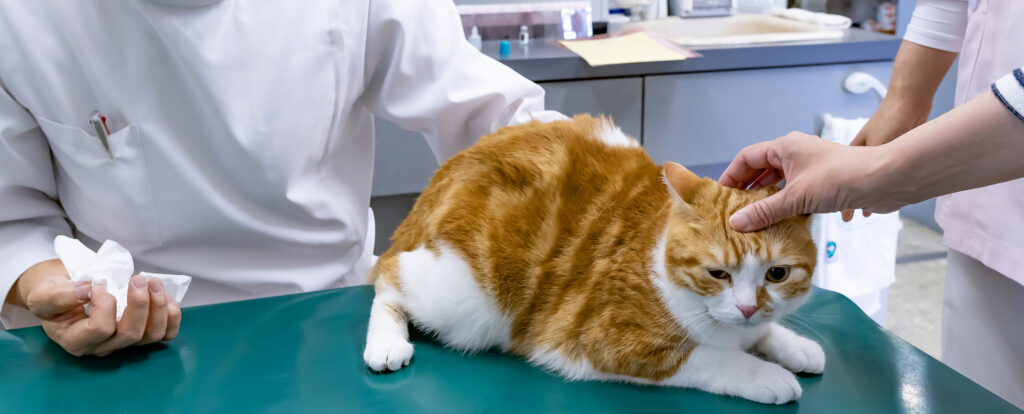 62967_tierarztpraxis_2