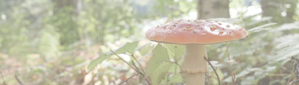 106418_stadtapotheke_titel