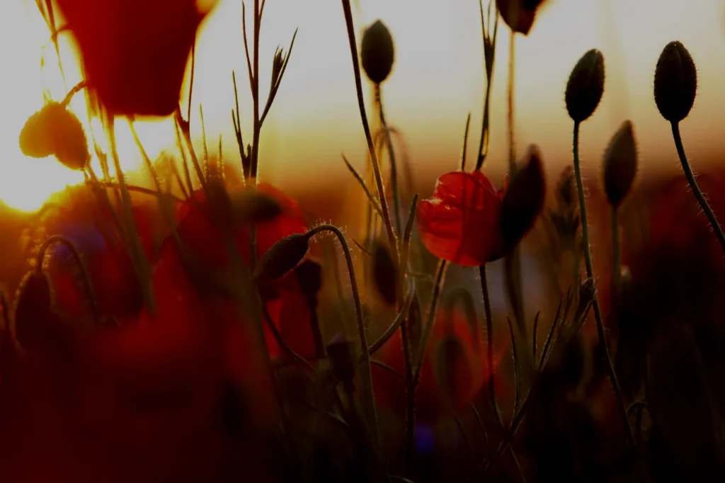 106477_117699-e9144c4e-31e58814-83bc07b2-1920w